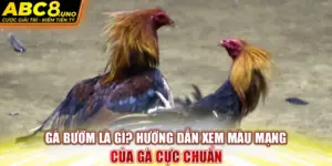 ga-buom-la-gi-huong-dan-xem-mau-mang-cua-ga-cuc-chuan