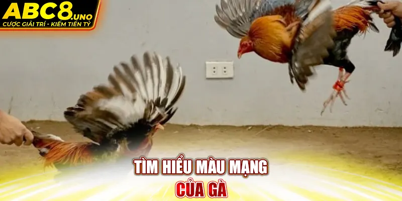 tim-hieu-mau-mang-cua-ga-buom