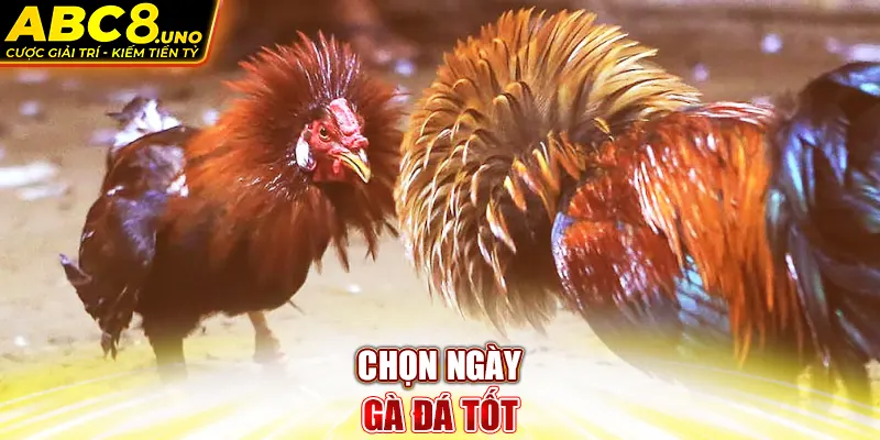 chon-ngay-ga-buom-da-tot