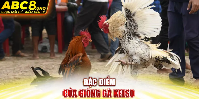 dac-diem-cua-giong-ga-kelso-